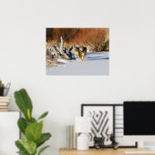 Poster Les loups courent dans l'affiche de neige (Bureau à domicile)