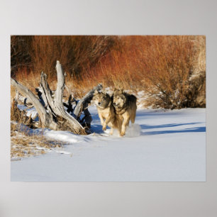 Poster Les loups courent dans l'affiche de neige