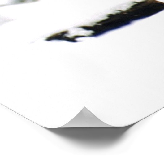 Poster Les loups dans la neige (Coin)