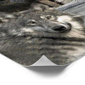 Poster Les loups rentrent chez eux (Coin)