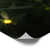 Poster Les lucioles sous les étoiles (Coin)