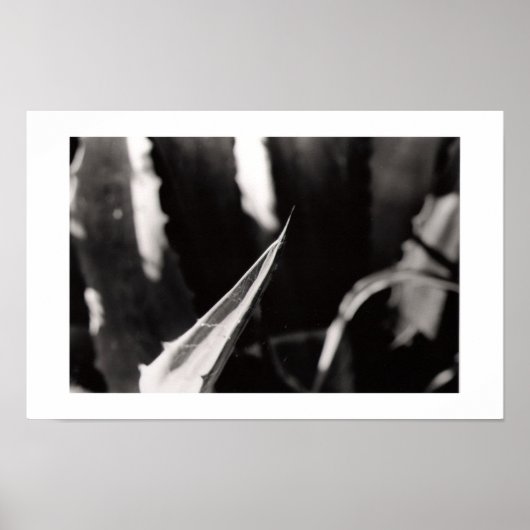 Poster Les Magueyes (Devant)
