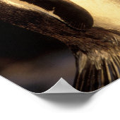 Poster Les Malouines. Pingouins Gentoo. (Pyroscelis (Coin)