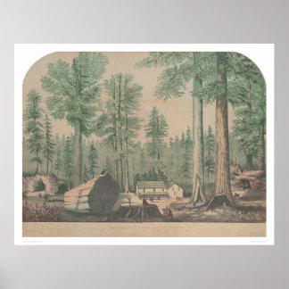 Poster Les Mammoths de Californie (1191)
