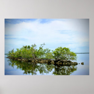 Poster Les mangroves des Everglades