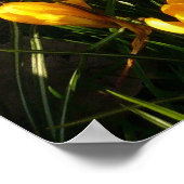 Poster Les marguerites au Crocus (Coin)