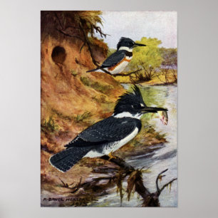 Poster Les martins-pêcheurs et leur tunnel de nid