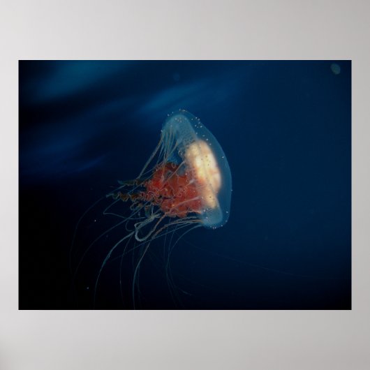 Poster Les méduses dans l'océan (Devant)