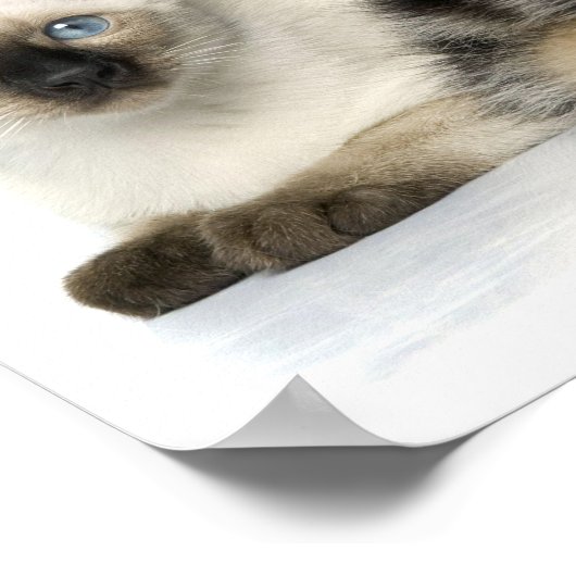 Poster Les mignons animaux (Coin)