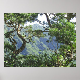 Poster Les montagnes de Ko'olau et les arbres de Koa