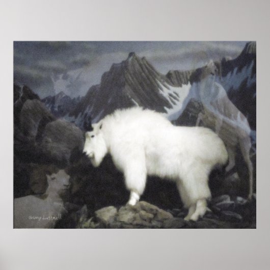 Poster Les moutons et les chèvres (style montagne) (Devant)