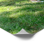 Poster Les Nelsons (Coin)