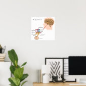 Poster Les noyaux de l'affiche hypothalamus (Bureau à domicile)