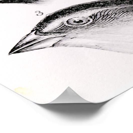 Poster Les observations d'oiseaux de Darwin (Coin)