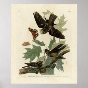 Poster Les oiseaux d'Amérique d'Audubon