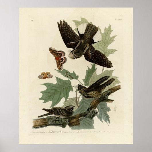 Poster Les oiseaux d'Amérique d'Audubon (Devant)