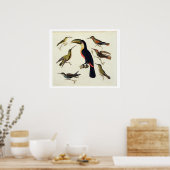 Poster Les oiseaux natifs, dont le Toucan (centre), Amazo (Cuisine)