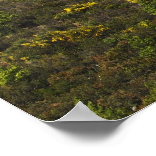 Poster Les Oliviers (Coin)