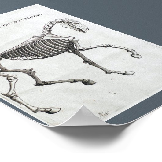 Poster Les os d'un cheval (Coin)