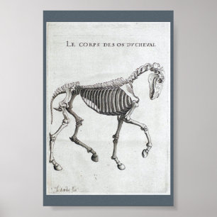 Poster Les os d'un cheval