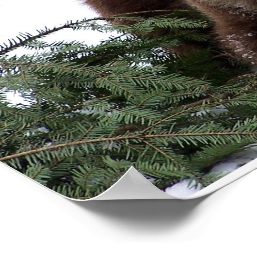 Poster les ours de Berne (Coin)