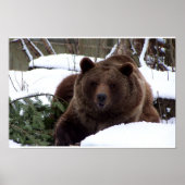 Poster les ours de Berne (Devant)