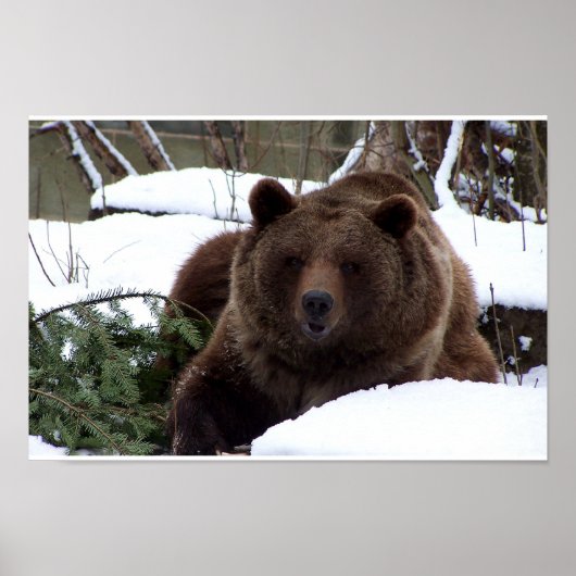 Poster les ours de Berne (Devant)