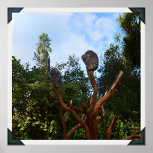 Poster Les Ours De Koala S'Endorment Dans Les Arbres,