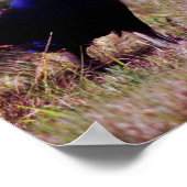 Poster Les paons bleus (Coin)