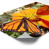 Poster Les papillons de Hal (Coin)