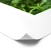 Poster Les papillons des hibou (Coin)