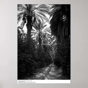 Poster Les paumes et les arbres oranges s'approchent de