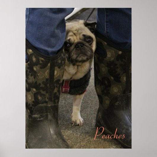 Poster Les pêches (Devant)