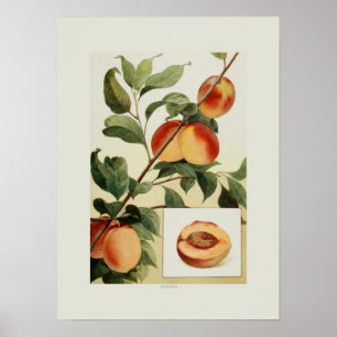 Poster Les pêches