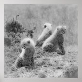 Poster Les petits de Cheetah (Devant)