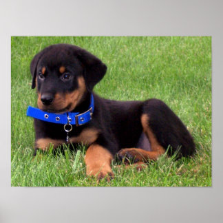Poster les petits de rottweiler.