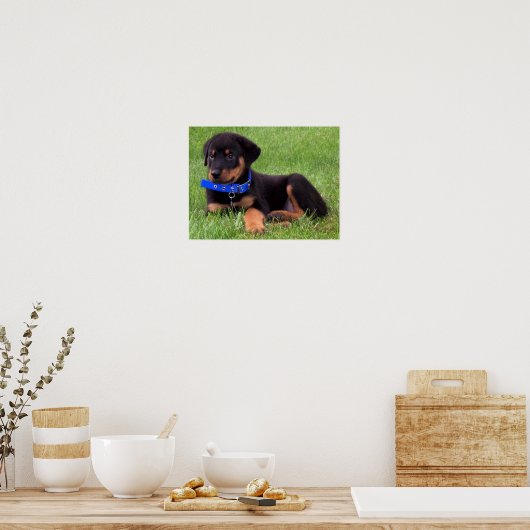 Poster les petits de rottweiler. (Cuisine)