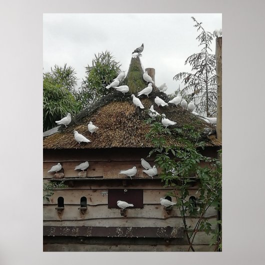Poster Les pigeons à la maison. (Devant)