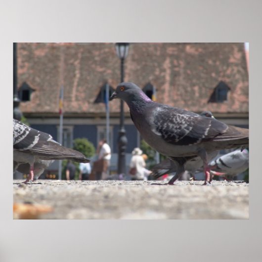Poster Les pigeons ambulants (Devant)