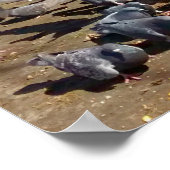 Poster Les pigeons se rassemblent autour de l'arbre avec  (Coin)