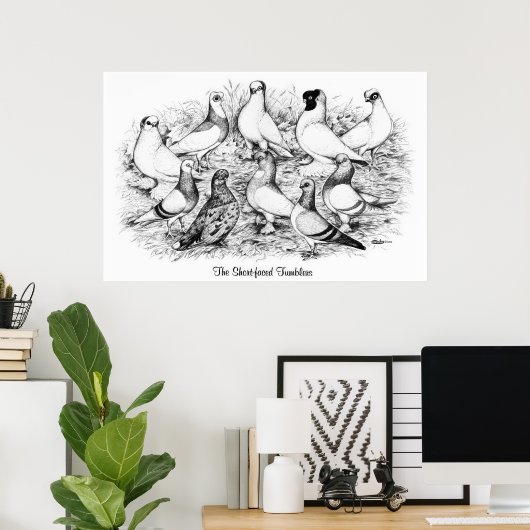 Poster Les Pigeons Tumbler à courte vue (Bureau à domicile)