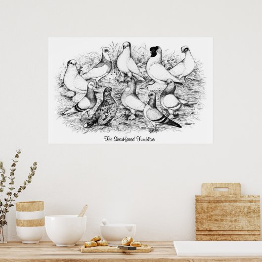 Poster Les Pigeons Tumbler à courte vue (Cuisine)