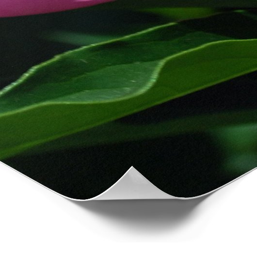 Poster Les pivoines (Coin)