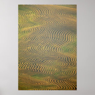 Poster Les pois de lentille sont en lacet et attendent d'