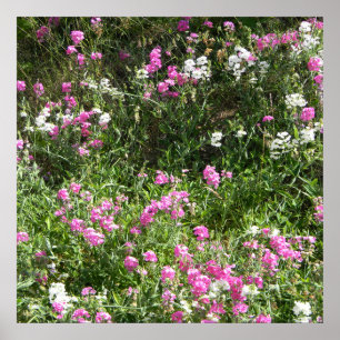 Poster Les pois doux au printemps...