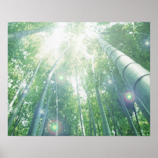 Poster Les poutres de soleil brillent à travers les bambo (Devant)