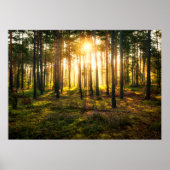 Poster Les poutres du soleil brille dans la pinède (Devant)