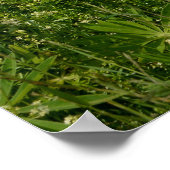 Poster Les prés avec lupins - (Coin)