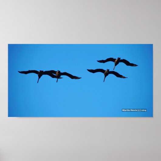 Poster Les quatre pélicans (Devant)