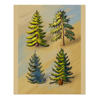 Poster Les quatres variétés de sapins, botanique.